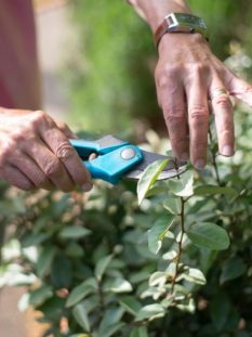 mantenimiento de jardines