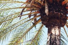 palmera con picudo