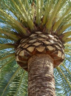 poda de palmeras