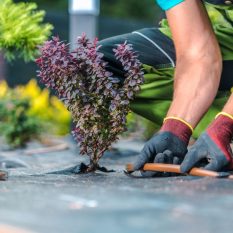 sistemas de riego para jardines